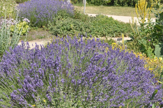 Tiefviolettblühender Lavendel - Lavandula angustifolia 'Hidcote Blue'