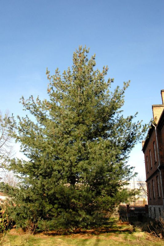 Tränenkiefer - Pinus wallichiana
