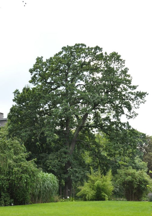 Trauben-Eiche Solitär Baum - Quercus petraea