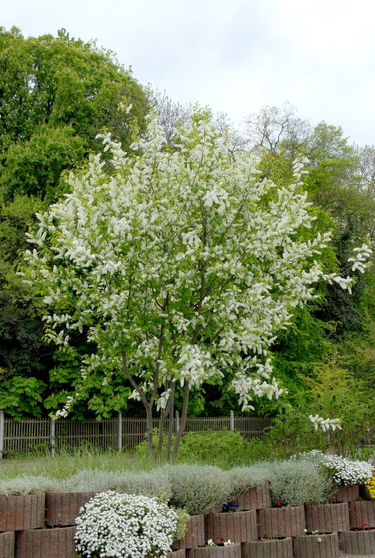 Traubenkirsche 'Schloss Tiefurt' - Prunus padus 'Schloss Tiefurt' CAC