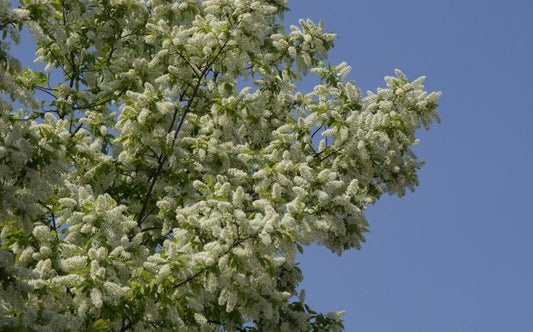 Traubenkirsche VGU - Prunus padus CAC VGU