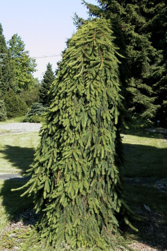 Trauer-Hängefichte - Picea abies 'Inversa'