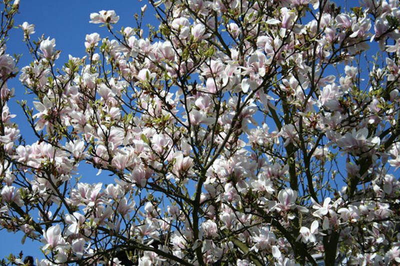 Tulpenmagnolie - Magnolia soulangiana