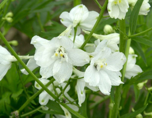 Verzweigter Garten-Rittersporn Moerheimii - Delphinium x belladonna 'Moerheimii'
