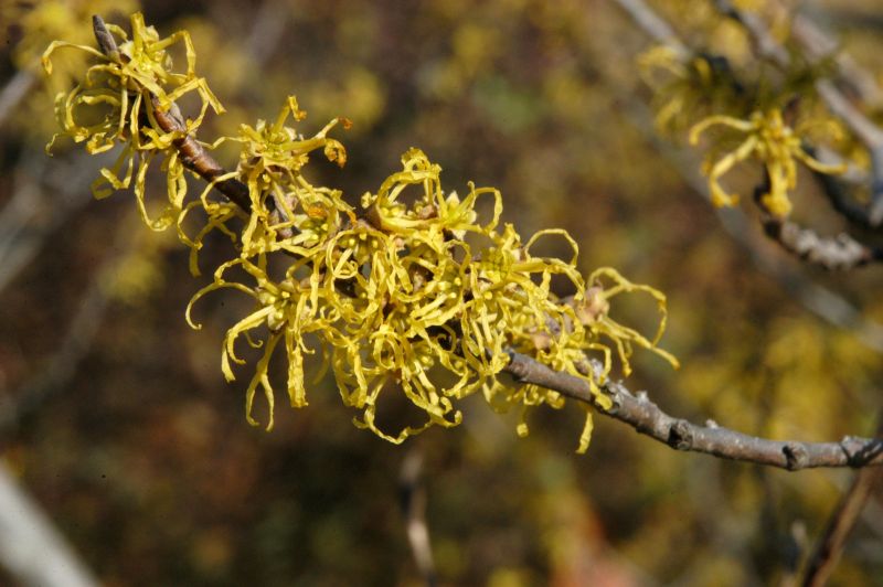 Virginische Zaubernuss VgU - Hamamelis virginiana VgU