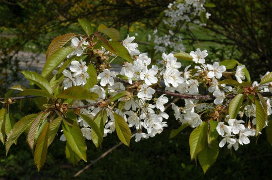 Vogelkirsche - Prunus avium CAC