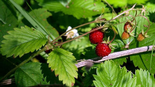Wald-Erdbeere - Fragaria vesca var.vesca