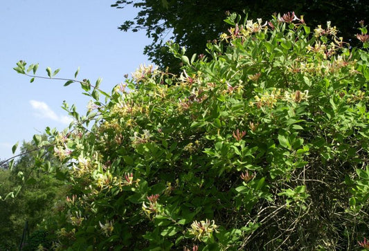 Wald-Geisschlinge 'Belgica' - Lonicera periclymenum 'Belgica'