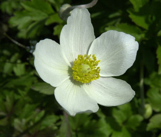 Wald-Windröschen - Anemone sylvestris