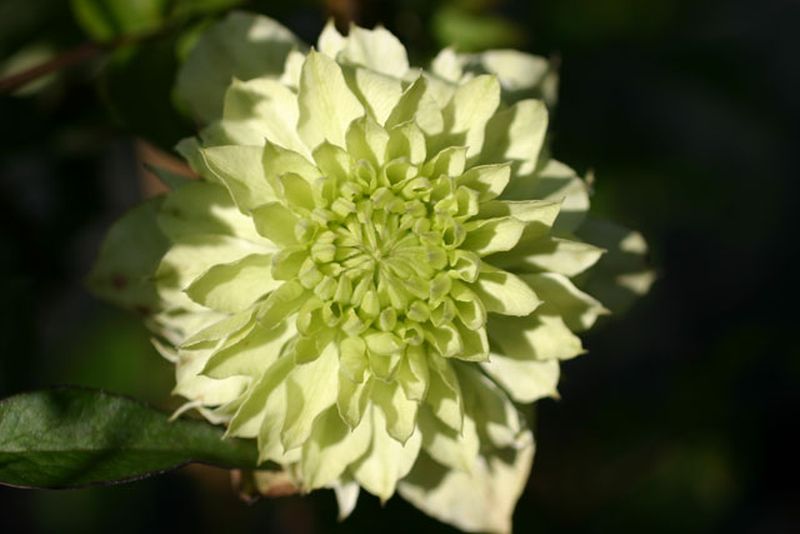 Waldrebe 'Alba Plena' - Clematis florida 'Alba Plena'