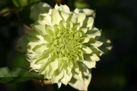 Waldrebe 'Alba Plena' - Clematis florida 'Alba Plena'