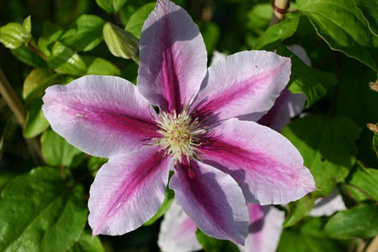 Waldrebe 'Bees Jubilee' - Clematis 'Bees Jubilee'