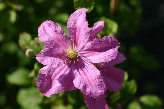 Waldrebe 'Comtesse de Bouchaud' - Clematis 'Comtesse de Bouchaud'