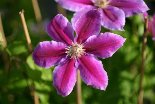 Waldrebe 'Dr. Ruppel' - Clematis 'Dr. Ruppel'