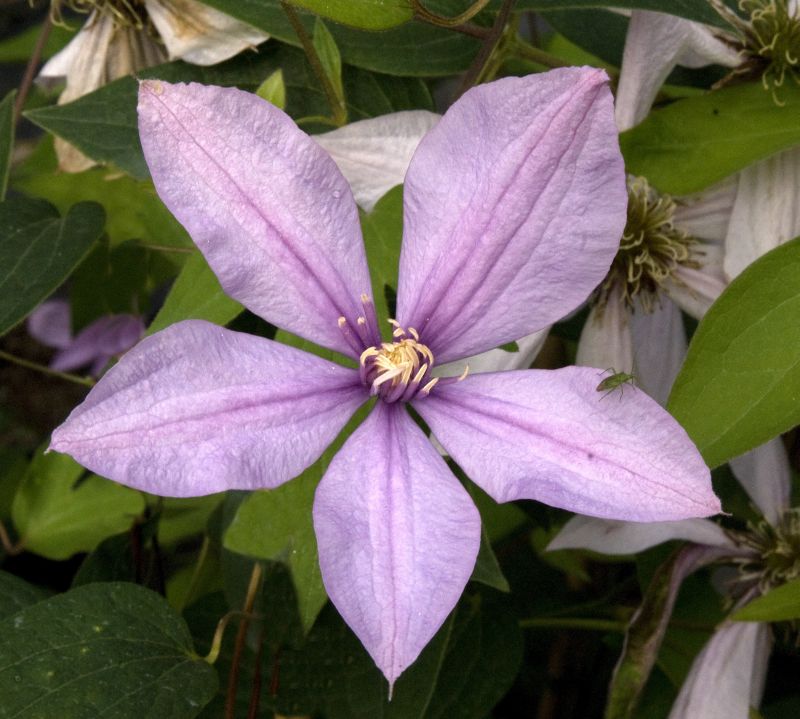 Waldrebe 'Forever Friends' - Clematis 'Forever Friends'