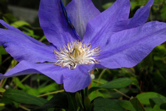Waldrebe 'H.F.Young' - Clematis 'H.F.Young'