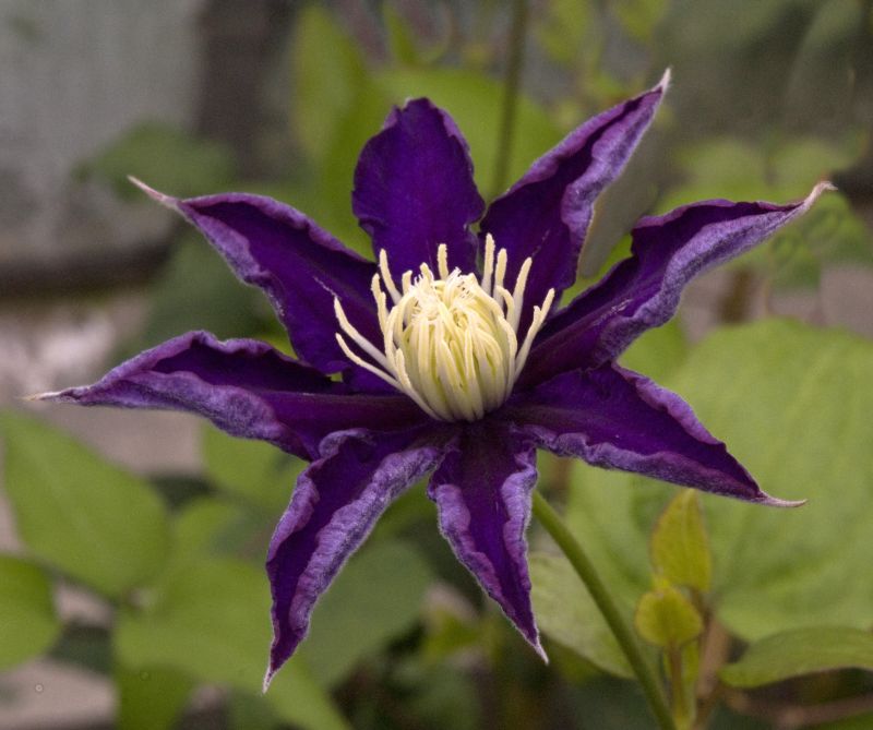 Waldrebe 'Haku Ookan' - Clematis 'Haku Ookan'
