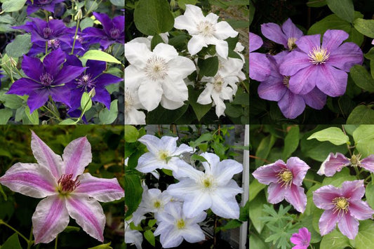 Waldrebe Hybride  in Sorten - Clematis Hybr. in Sorten