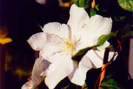 Waldrebe 'Jackmanii Alba' - Clematis 'Jackmanii Alba'
