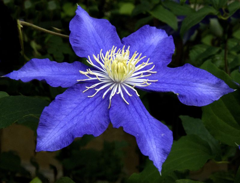 Waldrebe 'Lasurstern' - Clematis 'Lasurstern'