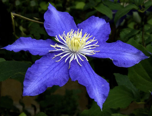 Waldrebe 'Lasurstern' - Clematis 'Lasurstern'