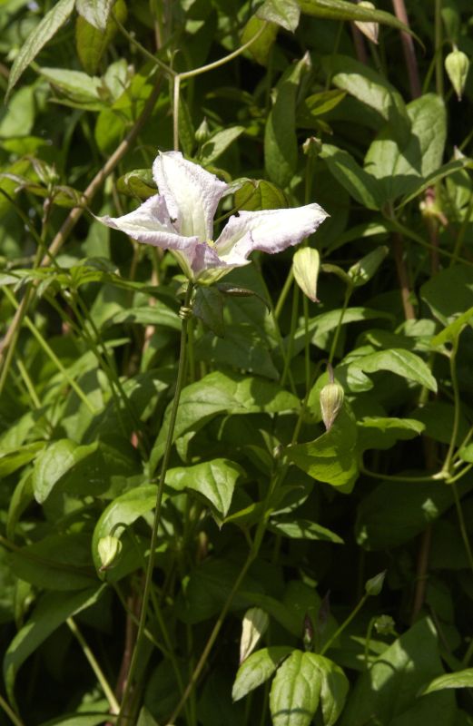 Waldrebe 'Little Nell' - Clematis viticella 'Little Nell'