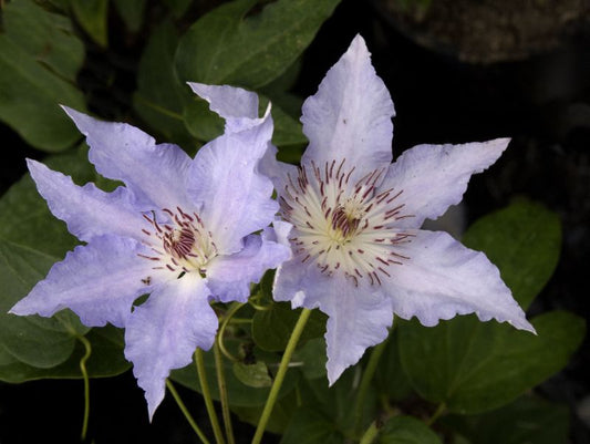 Waldrebe Katharina - Clematis 'Katharina'