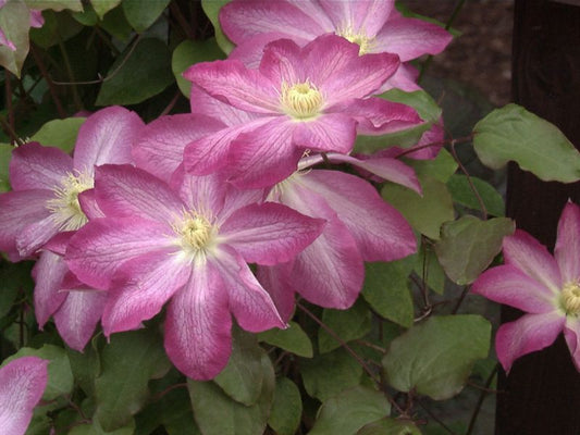 Waldrebe Asao - Clematis 'Asao'