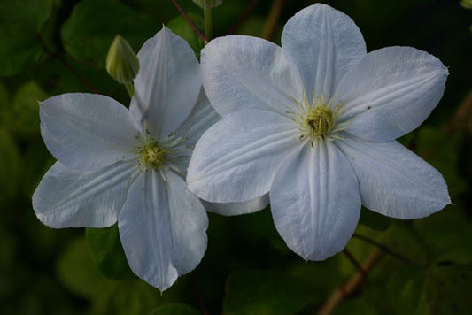 Waldrebe 'Madame Le Coultre' - Clematis 'Madame Le Coultre'