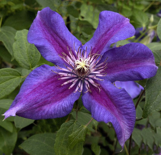Waldrebe 'Mrs.N.Thompson' - Clematis 'Mrs.N.Thompson'