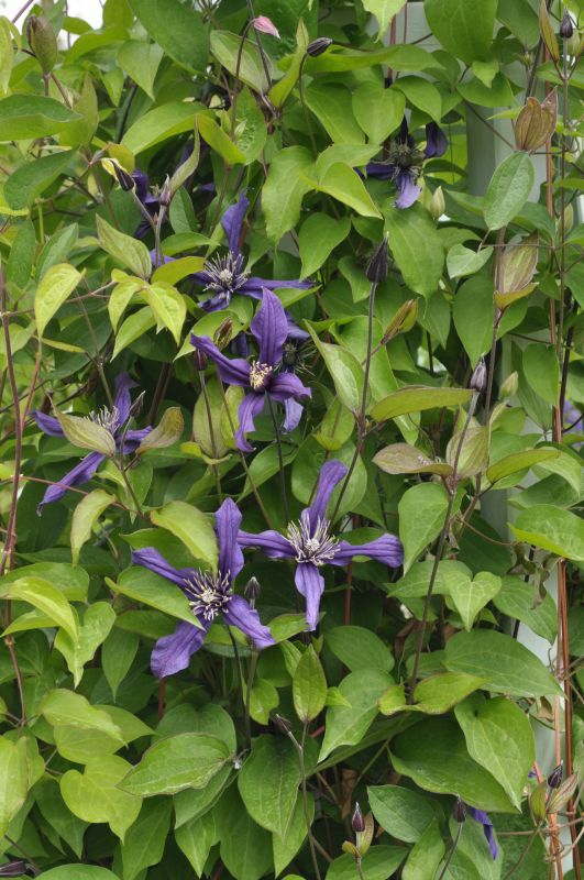 Waldrebe 'New Hendersonii' - Clematis 'New Hendersonii'