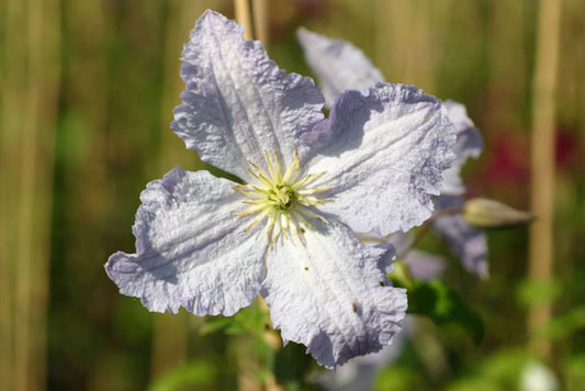 Waldrebe 'Prince Charles' - Clematis viticella 'Prince Charles'