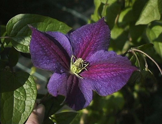 Waldrebe 'Star of India' - Clematis 'Star of India'