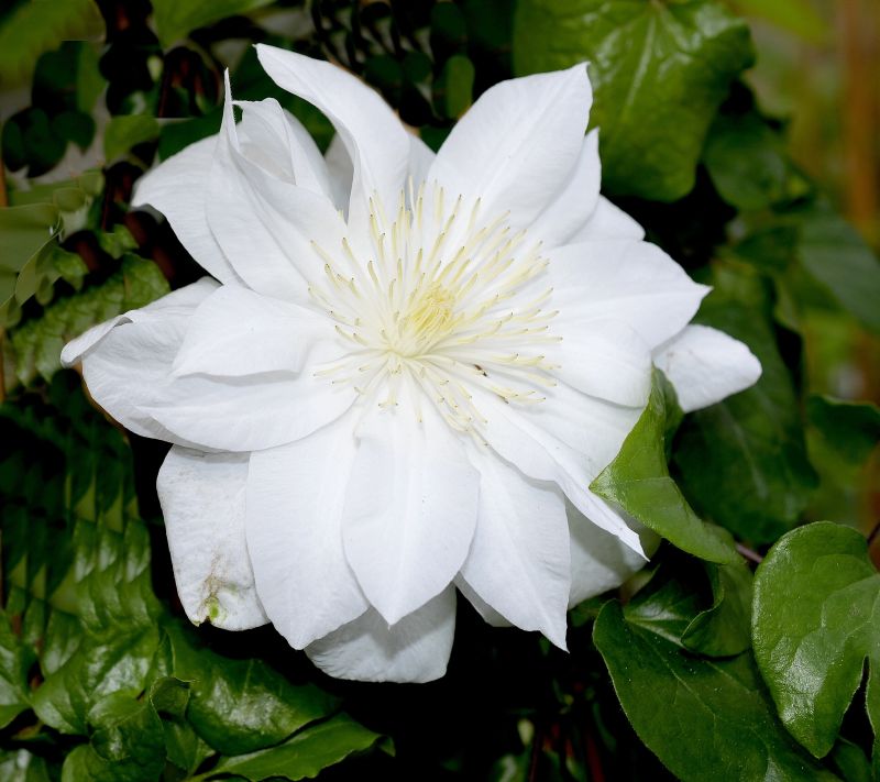 Waldrebe 'Sylvia Denny' - Clematis 'Sylvia Denny'