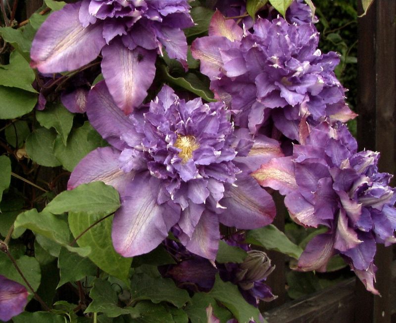 Waldrebe 'Vyvyan Pennell' - Clematis 'Vyvyan Pennell'