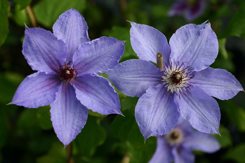Waldrebe 'William Kennett' - Clematis 'William Kennett'