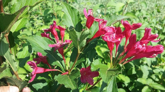 Weigelie 'Eva Rathke' - Weigela 'Eva Rathke'