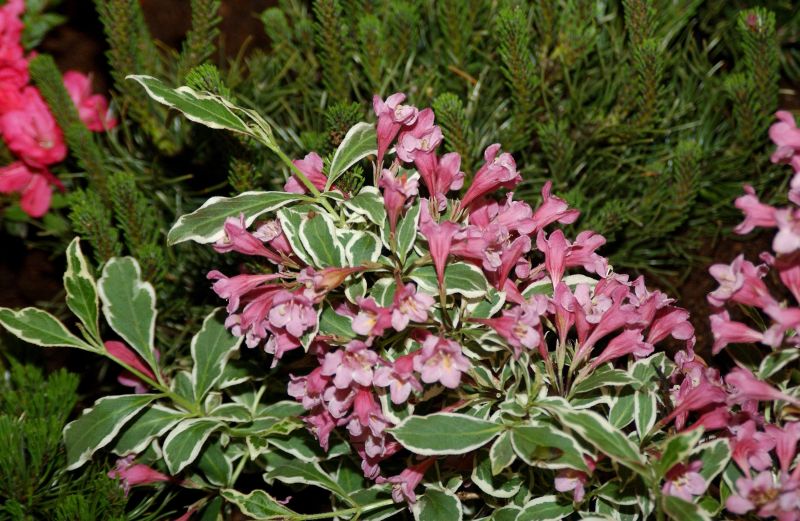 Weigelie 'Monet' ® -S- - Weigela florida 'Monet' ® -S-