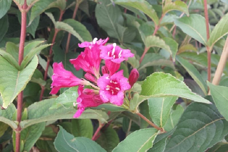 Weigelie 'Newport Red' - Weigela 'Newport Red'