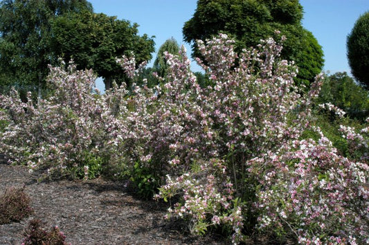Weigelie 'Suzanne' - Weigela florida 'Suzanne'