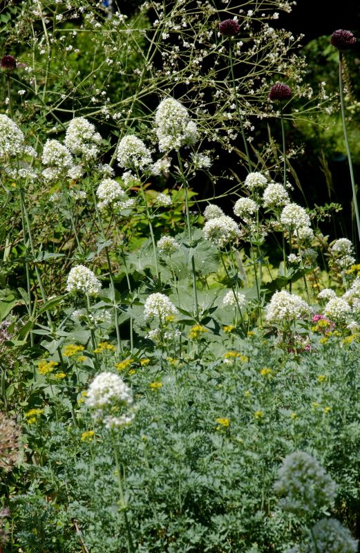 Weißblühende Garten-Spornblume - Centranthus ruber 'Albus'
