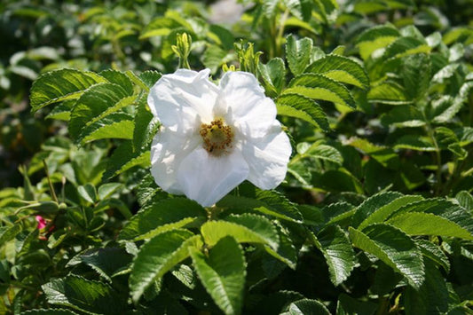 Weiße Apfelrose - Rosa rugosa alba