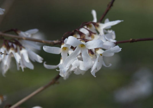 Weiße Forsythie - Abeliophyllum distichum