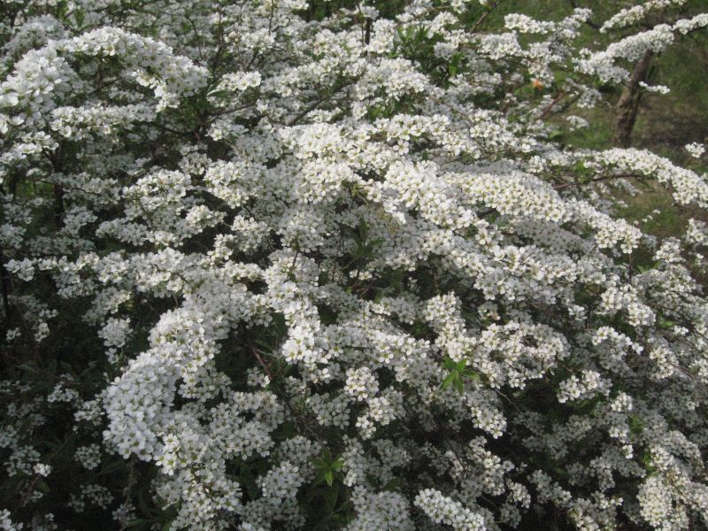 Weiße Rispenspiere - Spiraea cinerea 'Grefsheim'