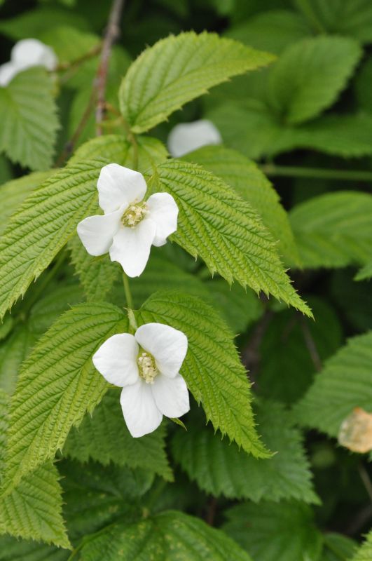 Weiße Rosenkerrie - Rhodotypos scandens