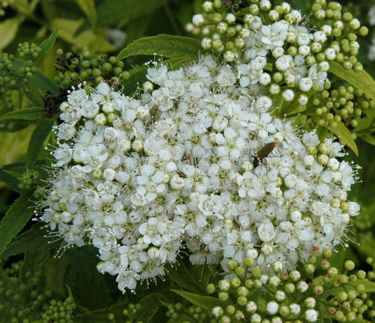 Weiße Zwergspiere - Spiraea japonica 'Albiflora'