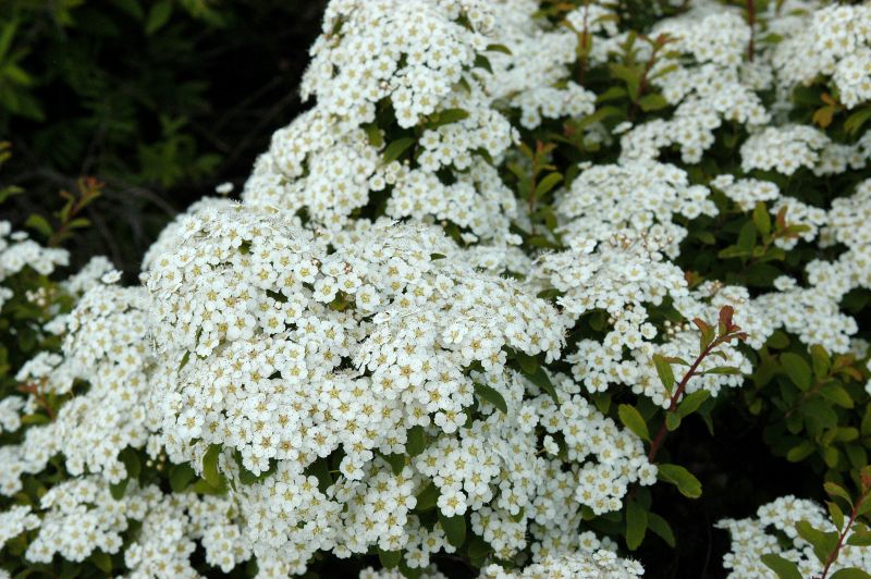 Weiße Zwergspiere 'Halward's Silver' - Spiraea nipponica 'Halward's Silver'