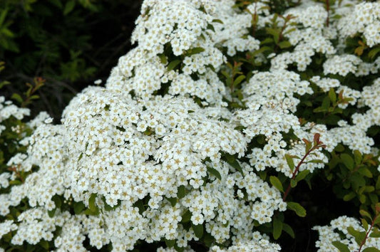 Weiße Zwergspiere 'Halward's Silver' - Spiraea nipponica 'Halward's Silver'