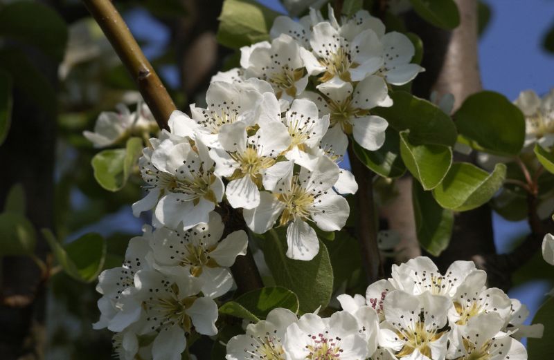 Wildbirne 'Beach Hill' - Pyrus communis 'Beech Hill' CAC