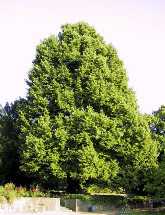 Winter-Linde VgU - Tilia cordata VgU